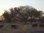 Marula tree in June