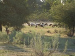 Goats grazing on the commonage